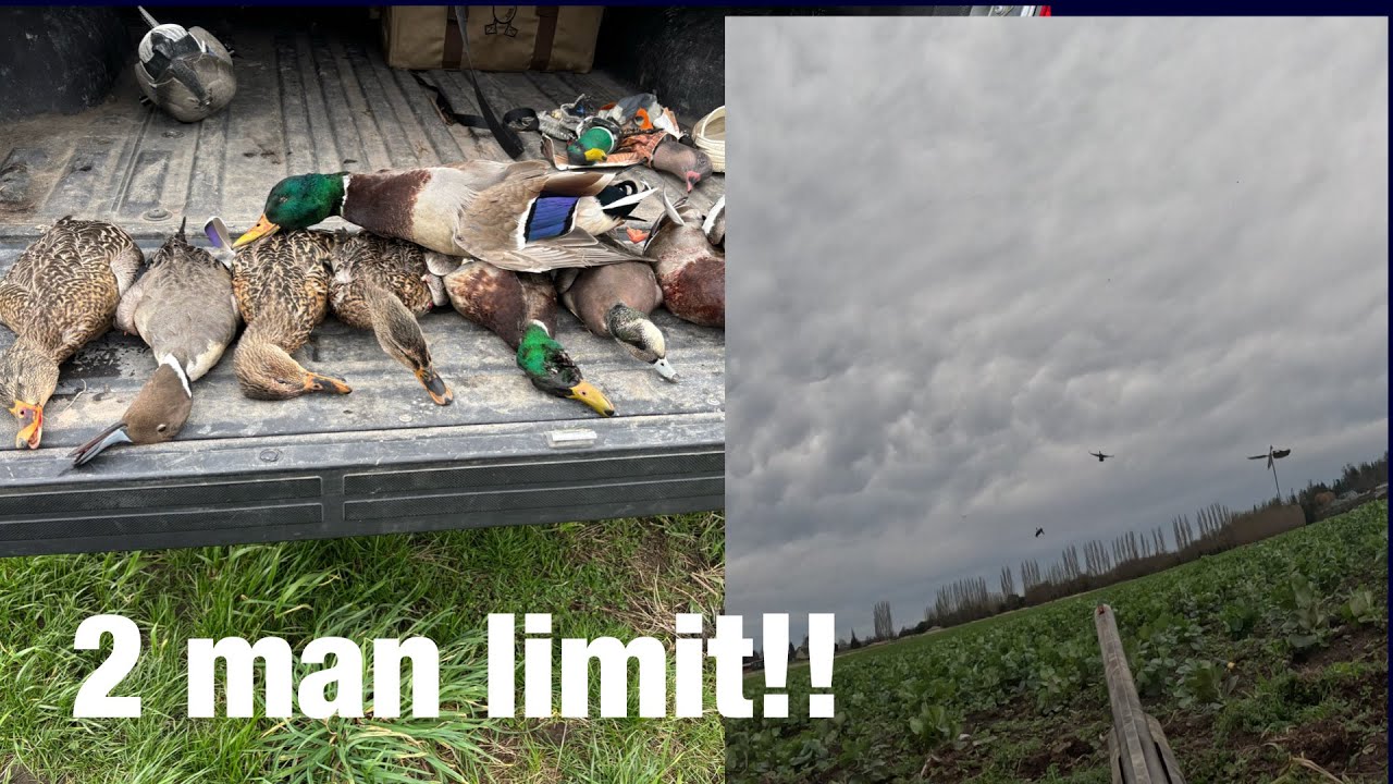 Western Washington Duck Hunting!! (Limited out)