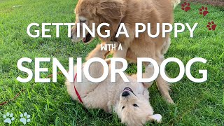 Can I Get a Puppy With a Senior Dog? by Canine Company 166 views 1 year ago 1 minute, 1 second