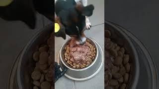 Тбилиси 🇬🇪 Сакартвело 💌 Грузия Приют Тамаза Элизбарашвили 🐕💌🍀🙏