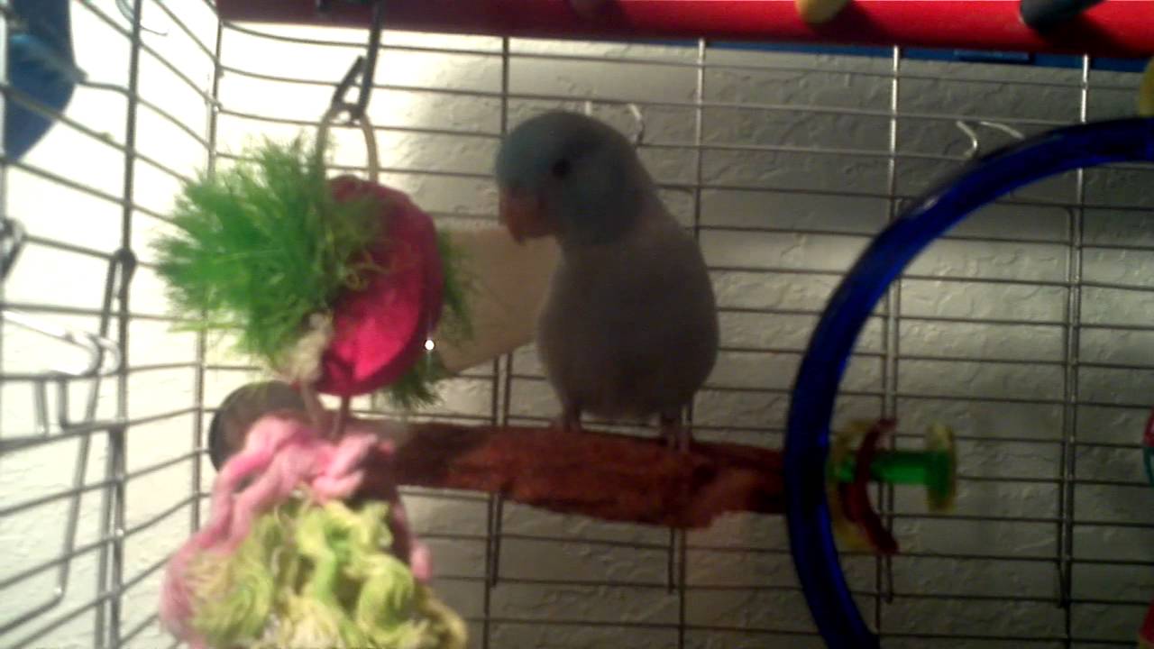 Picture of Parrotlet cleaning his beak - YouTube