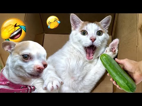 видео: Hilarious Cats and Dogs😹🐶Funniest Animals 2024😻Part 7