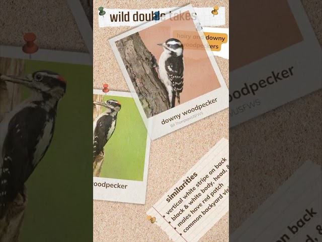 Watch Wild Double Takes: Hairy and Downy Woodpeckers on YouTube.
