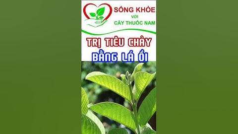 TRỊ TIÊU CHẢY BẰNG LÁ ỔI