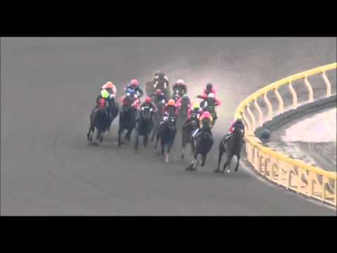 Vidéo: Furioso Horse Race Hypoallergénique, Santé Et Durée De Vie
