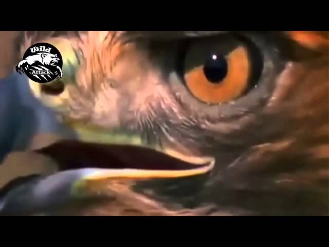 eagle attack best compilations HD class=