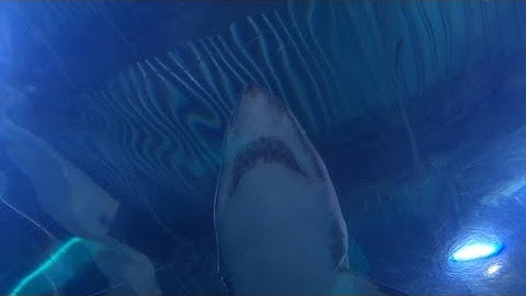 The infamous 1916 shark attacks that inspired "Jaws"