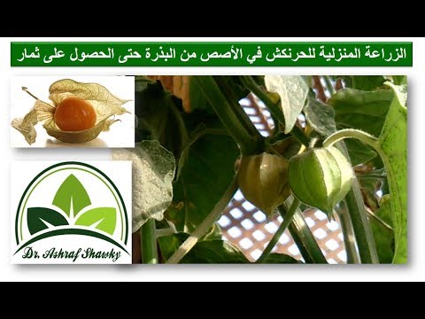 فيديو: مشاكل نبات Tomatillo: أسباب وجود قشور فارغة على Tomatillos