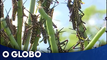 O que fazer para acabar com gafanhotos?