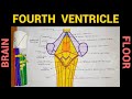 Fourth Ventricle (Floor) | Ventricles of Brain - 3
