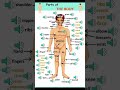 Body Parts Name In English Shorts Trending Youtubeshorts Letslearn