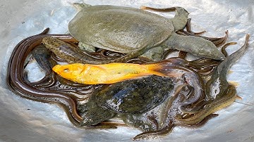 Kem Chanel và mèo hồng đi bắt cá được cá chép, cá vàng, cá trê, con Ba Ba, cua, cá ba đuôi, con lươn