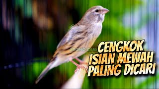 KALITAN MEWAH PALING DICARI - MASTERAN KENARI ISIAN BLACKTHROAT GACOR SUARA JERNIH BERJEDA