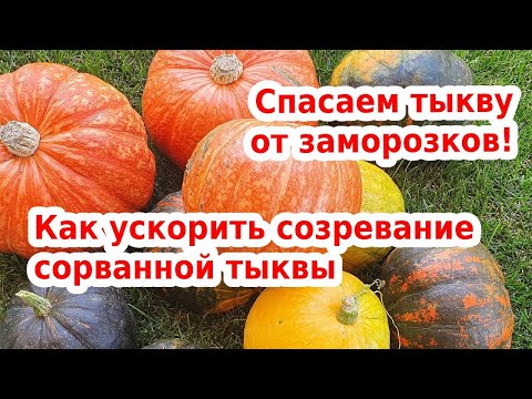 Тыква: когда срезать, как хранить, как ускорить созревание