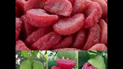 Giống Cây Bưởi Ruby Ruột Đỏ Siêu Ngọt