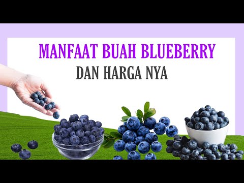 Daftar Manfaat dan Harga Blueberry Fresh