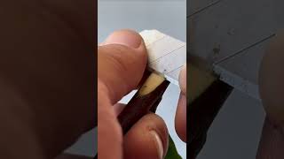 The Easiest Way to Graft Your Plants #grafting #diy #garden