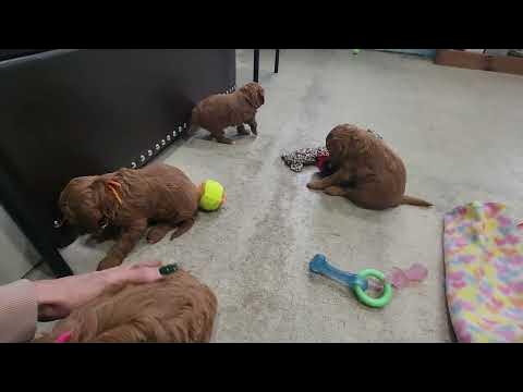 Piper & Skipper-5 weeks old - YouTube