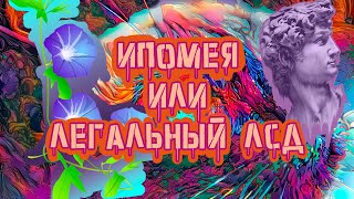 Семена Ипомеи - Недавно Легальный Аналог ЛСД???