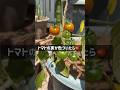 トマトの実が色づいたら・・・🍅 #ベランダ菜園 #プランター菜園 #家庭菜園 #gardening #shorts #トマト栽培