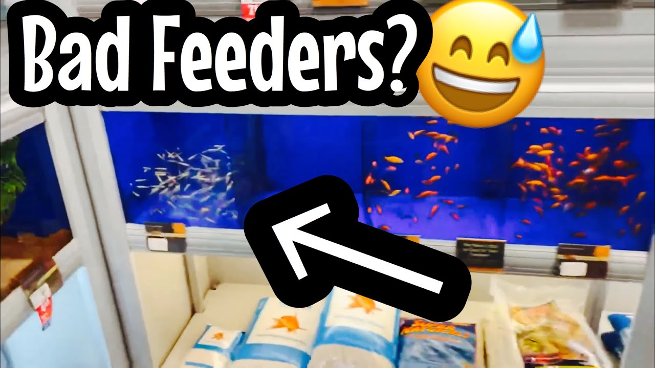 Are Rosy Red Minnows Bad Feeder Fish? YouTube