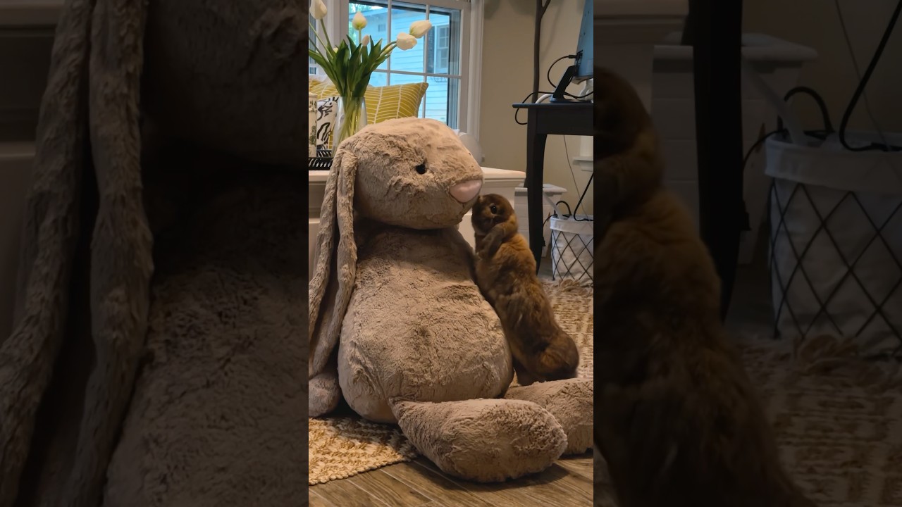 Unboxing my baby's GIANT rabbit jellycat - YouTube