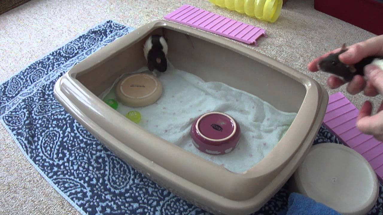 Rats Water Playtime 2, with Chloe, Ellie and Sophie.