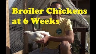 Cornish Cross At 6 Weeks