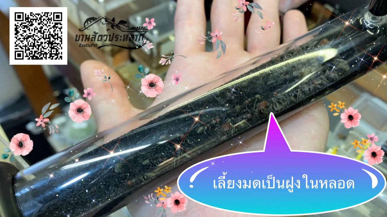 ร้านขายมด อลังการสุดๆมดยักษ์ใหญ่สุดๆมีเป็นฝูงงง @บ้านสัตว์ประหลาด