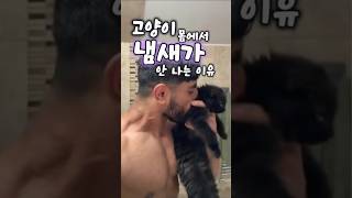 고양이 몸에서 냄새가 안 나는 이유? #shorts #고양이영상 #고양이상식