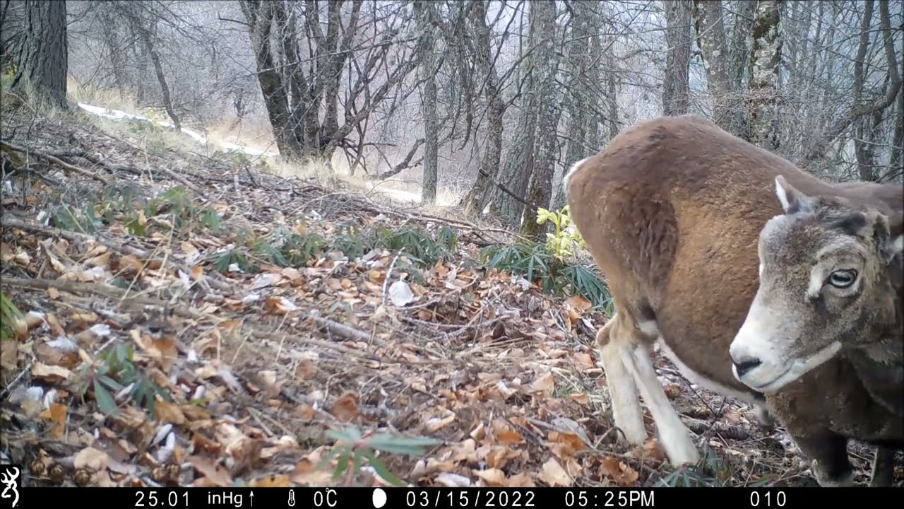 Mouflons méditerranéens mars 2022 - massif des Monges (04)