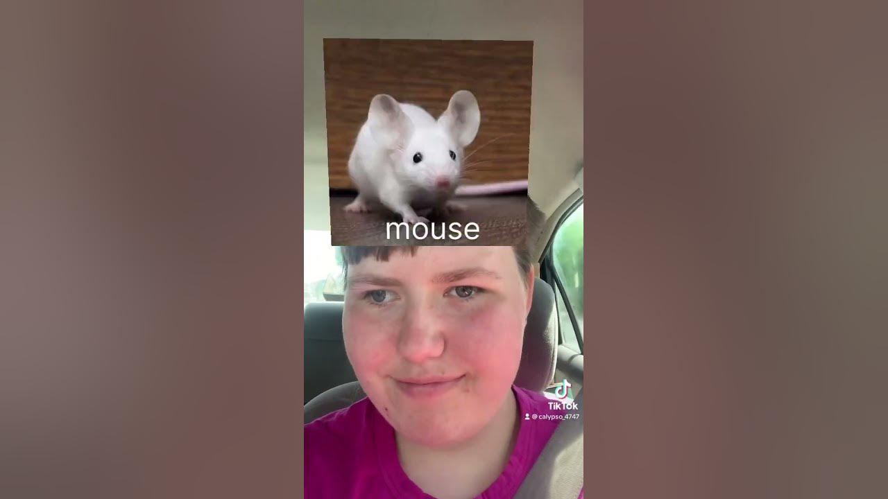 what-animal-am-i-youtube