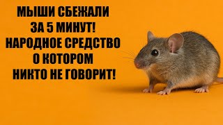 видео: Как избавиться от Мышей и Крыс, самый быстрый и рабочий способ! картинка: Как избавиться от Мышей и Крыс, самый быстрый и рабочий способ!