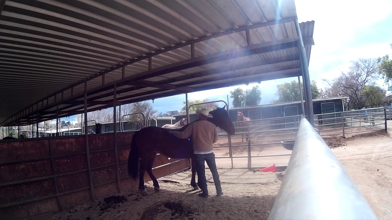 Homemade horse treat dispenser toy and raising legs,trying to trim her