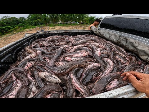 The biggest catfish haul in YouTube history!