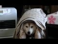不審者風ナナの行く先は？やっぱりじいちゃん！
