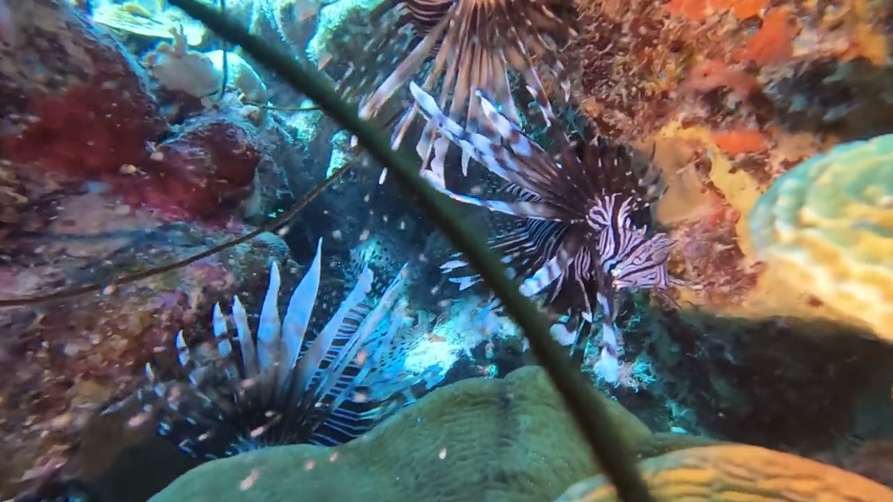 Steenvis en 3 Lionfish.