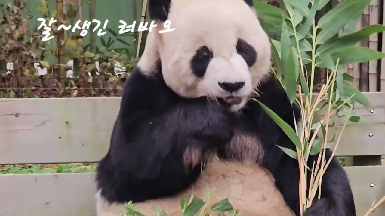 야외정원서 품위있게 식사하는 러바오 