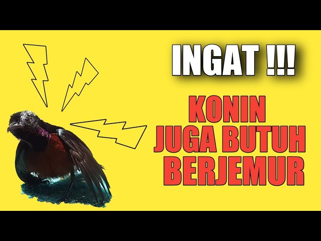 PENJEMURAN KONIN KOLIBRI NINJA class=