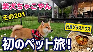 ちゃこやん さんぽだよ201 わが家初の｢ペットと一緒に泊まる旅｣は長野県白馬村に到着し、プチホテル｢白馬グラスハウス｣での食事やドッグランを満喫する柴犬ちゃこ #柴犬 #白馬 #犬と泊まれる宿