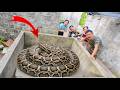 Brave Expert Rescues Ethnic Girl from Two Giant Pythons Laying 100 Eggs