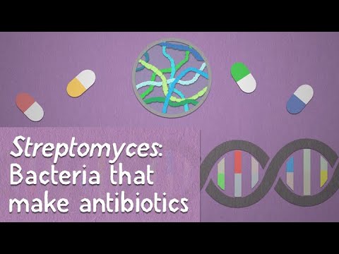 استرپتومایسس: باکتری هایی که آنتی بیوتیک می سازند