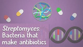 Streptomyces: Bacteria that make antibiotics