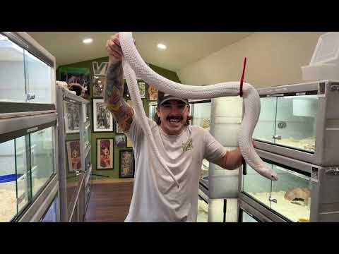 Handling DEADLY snakes in a THUNDERSTORM! W/ @TylerNolan