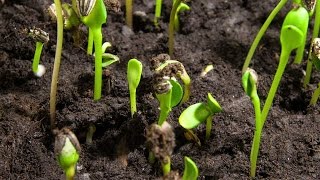 how to germinate flower seeds successfully || seeds germinate tips & care