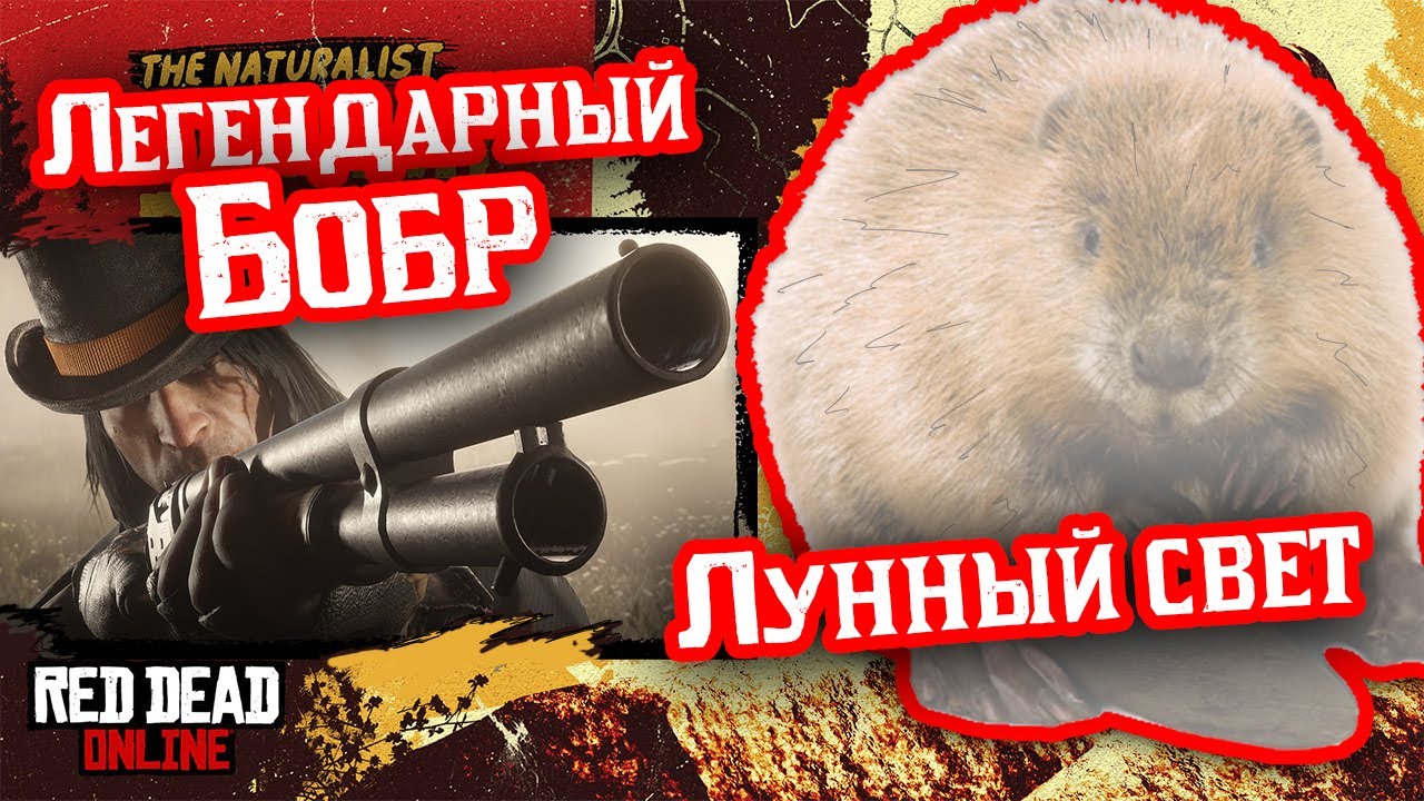 Советы и карты для охоты на легендарного бобра в Red