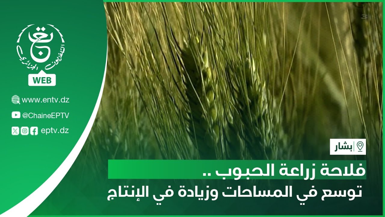 بشار- فلاحة زراعة الحبوب .. توسع في المساحات وزيادة في الإنتاج