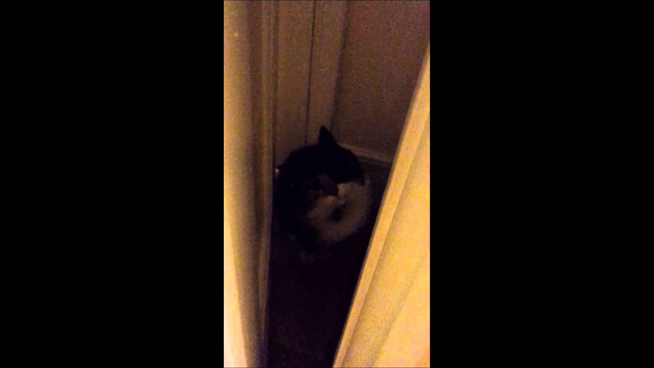 Cat hides behind door. YouTube