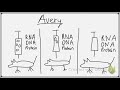 Avery Experiment