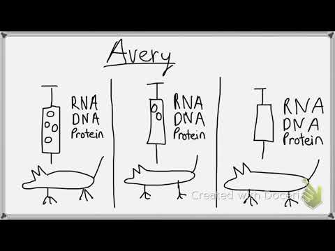 Avery Experiment