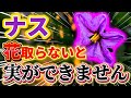 【ナス】何故!?花を取らないと実ができない!本当に正しい摘花のやり方についてお話します。